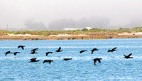 Pelikane en duikers - Aug 2011